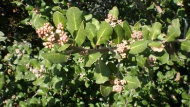 Photo of Cuidados com a planta Rhus integrifolia ou Saladito