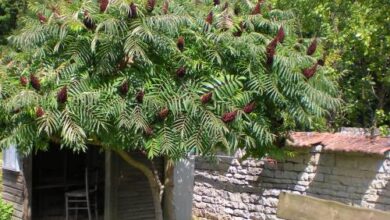 Photo of Cuidados com a planta Rhus typhina, Rus ou Virginia sumac