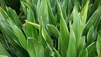 Photo of Cuidados com a planta Rohdea japonica ou Rodea