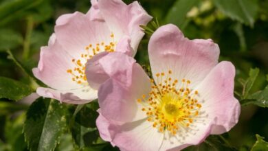 Photo of Cuidados com a planta Rosa canina ou Rosal silvestre