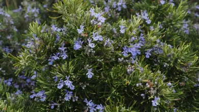 Photo of Cuidados com a planta Rosmarinus officinalis ou Rosemary