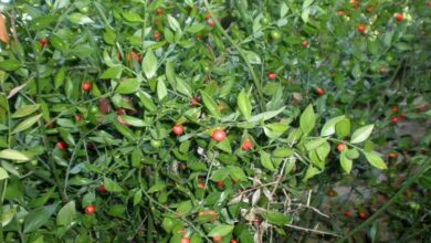 Photo of Cuidados com a planta Ruscus aculeatus ou Rusco