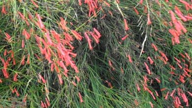 Photo of Cuidados com a planta Russelia equisetiformis, Russelia ou lágrimas de amor