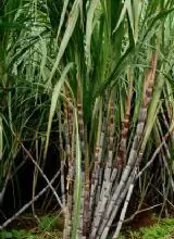 Photo of Cuidados com a planta Saccharum officinarum ou cana-de-açúcar