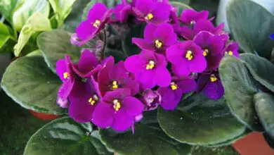 Photo of Cuidados com a planta Saintpaulia ionantha ou violeta africana