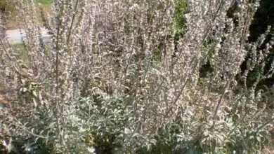 Photo of Cuidados com a planta Salvia apiana ou Salvia blanca