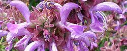 Photo of Cuidados com a planta Salvia canariensis ou Salvia canaria