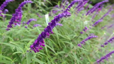 Photo of Cuidados com a planta Salvia leucantha ou Cordoncillo