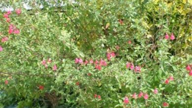 Photo of Cuidados com a planta Salvia microphylla ou Salvia rosa