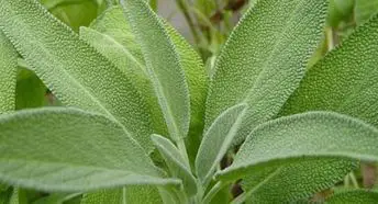 Photo of Cuidados com a planta Salvia officinalis ou sálvia comum