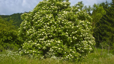 Photo of Cuidados com a planta Sambucus nigra, Elder ou Canillero