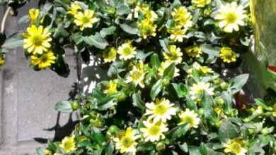 Photo of Cuidados com a planta Sanvitalia procumbens ou Ojo de gallo