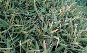 Photo of Cuidados com a planta Sasa pumila ou Arundinaria pumila