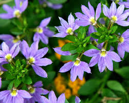 Photo of Cuidados com a planta Scaevola humilis, Scaevola ou Abanico