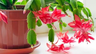 Photo of Cuidados com a planta Schlumbergera truncata ou cacto de Natal