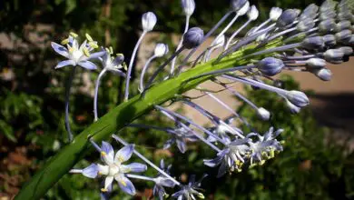 Photo of Cuidados com a planta Scilla natalensis ou jacinto azul