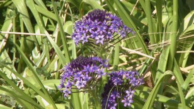 Photo of Cuidados com a planta Scilla peruviana ou Flor de la corona