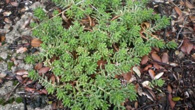 Photo of Cuidados com a planta Sedum álbum ou Uva cana