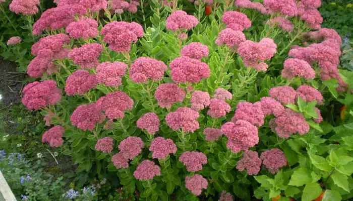 Photo of Cuidados com a planta Sedum spectabile ou Sedum brillant