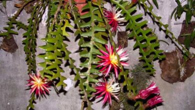 Photo of Cuidados com a planta Selenicereus anthonyanus ou Rainha da Noite