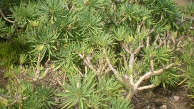 Photo of Cuidados com a planta Senecio kleinia ou Verode