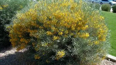 Photo of Cuidados com a planta Senna artemisioides ou Silver cassia