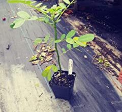 Photo of Cuidados com a planta Senna didymobotrya, Bumblebee ou Cassia