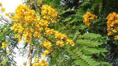 Photo of Cuidados com a planta Senna spectabilis ou Carnaval