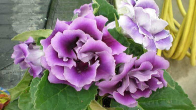 Photo of Cuidados com a planta Sinningia speciosa, Siningia ou Gloxinia