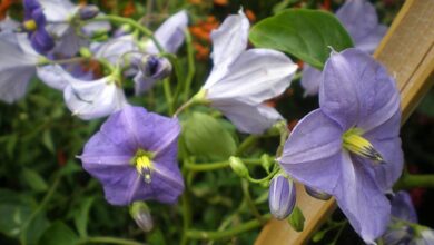 Photo of Cuidados com a planta Solanum wendlandii ou Solano com flores azuis