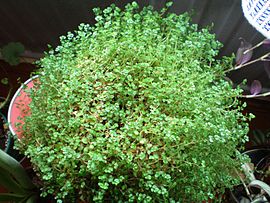 Photo of Cuidados com a planta Soleirolia soleirolii ou colchão de noiva
