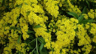 Photo of Cuidados com a planta Solidago virgaurea ou Vara de oro