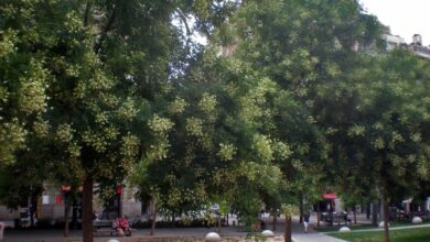 Photo of Cuidados com a planta Sophora japonica, Sophora ou Acacia do Japão