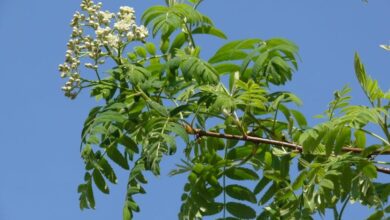 Photo of Cuidados com a planta Sorbus domestica ou Serbal Comum