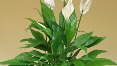 Photo of Cuidados com a planta Spathiphyllum wallisii ou Espatifilo