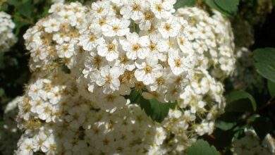 Photo of Cuidados com a planta Spiraea cantoniensis ou Espirea