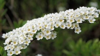 Photo of Cuidados com a planta Spiraea prunifolia ou Corona de novia