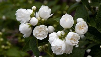 Photo of Cuidados com a planta Spiraea salicifolia ou molho Espirea