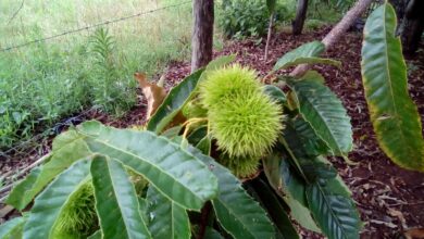 Photo of Cuidados com a planta Stenocereus dumortieri ou Órgão Castanho