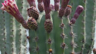 Photo of Cuidados com a planta Stenocereus griseus ou Mezcalito