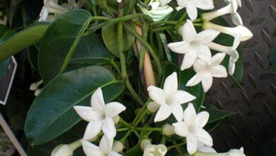 Photo of Cuidados com a planta Stephanotis floribunda ou Jasmim de Madagáscar