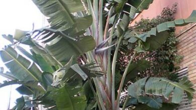 Photo of Cuidados com a planta Strelitzia alba ou Estrelicia blanca