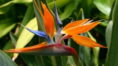 Photo of Cuidados com a planta Strelitzia reginae ou Bird of Paradise