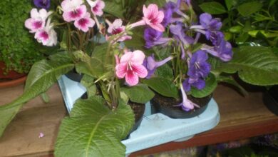 Photo of Cuidados com a planta Streptocarpus x hybridus ou Streptocarp