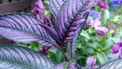 Photo of Cuidados com a planta Strobilanthes dyerianus ou Persian Shield