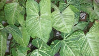 Photo of Cuidados com a planta Syngonium podophyllum ou Singonio