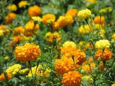 Photo of Cuidados com a planta Tagetes patula, cravo mouro ou Damasco