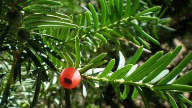 Photo of Cuidados com a planta Taxus baccata ou Se