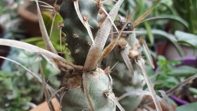 Photo of Cuidados com a planta Tephrocactus articulatus ou Opuntia articulata