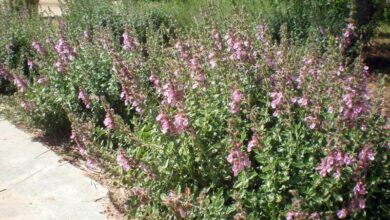 Photo of Cuidados com a planta Teucrium chamaedrys, Camedrio ou Teucrio